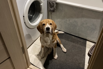 Титулованная девочка бигль