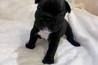 Французский бульдог