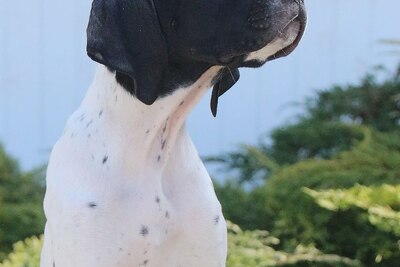 Щенок Английского Пойнтера