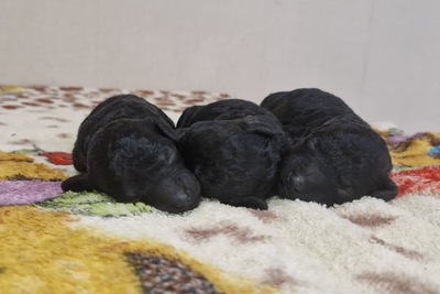 карликовый пудель чёрного окраса щенки