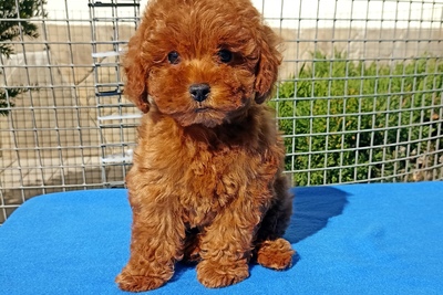 Девочка той пуделя