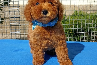 Мальчик карликового пуделя