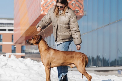Щенки Родезийского Риджбека