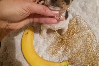 Велюровая куколка - чихуахуа