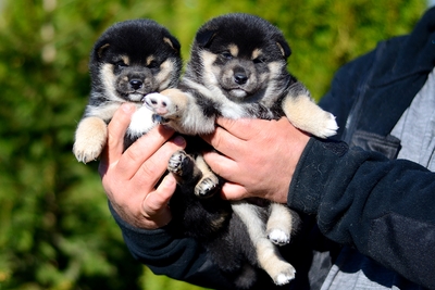 Щенки сиба-ину