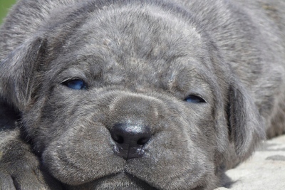 Щенки Кане Корсо