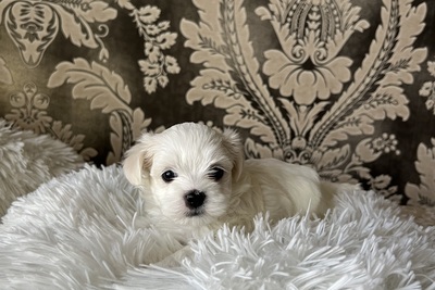 Мальтийская болонка мини