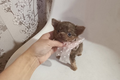 Лиловый крошка-мошка чихуахуа