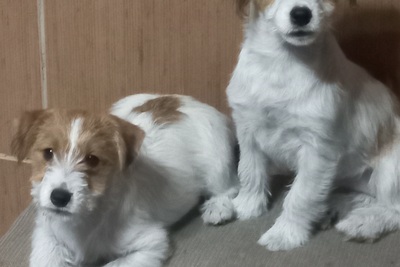 Щенки Джек рассел терьер жёсткошёрстные