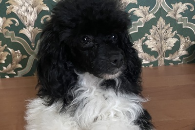 Миниатюрный пудель