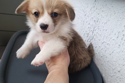 Вельш корги пемброк