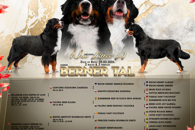 Бернский зенненхунд. Высокопородные щенки