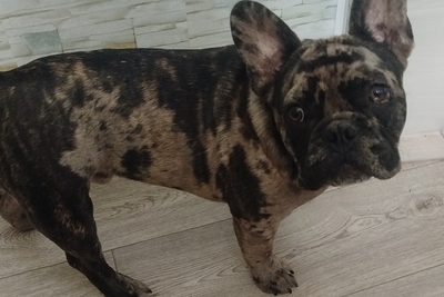 Мальчик французский бульдог