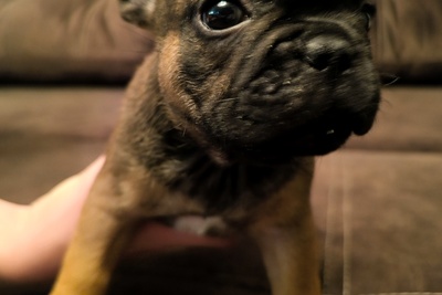 Щенки французского бульдога