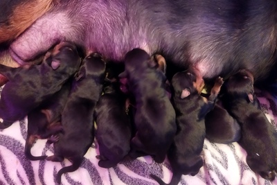 Щенки ротвейлера