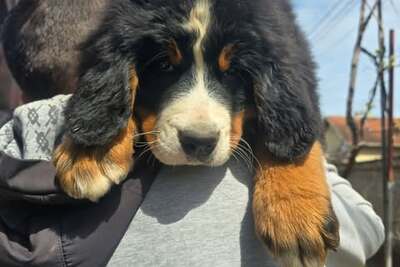 Щенки бернского зенненхунда