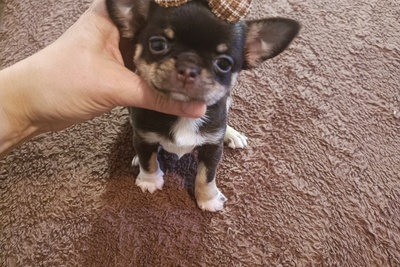 Велюровые куколки-чихуахуа мчатся к Вам на ручки