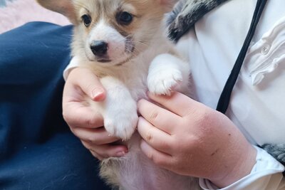 Вельш корги пемброк