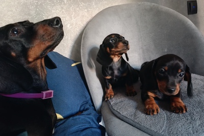 Щенок таксы мини, 2 мес