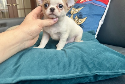 Мальчик чихуахуа