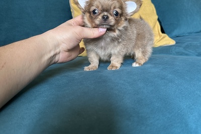 Девочка чихуахуа редкого окраса