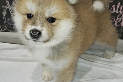 Щенки акита