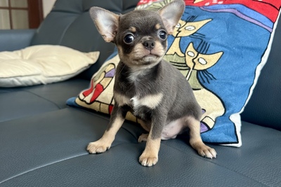 Мальчик чихуахуа редкого окраса