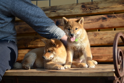 Щенки сиба-ину