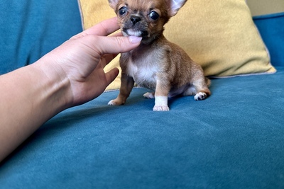 Мини малыш чихуахуа