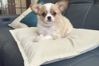 Девочка чихуахуа