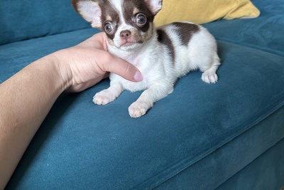 Девочка чихуахуа