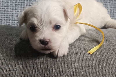 Мальтийской болонки щенки