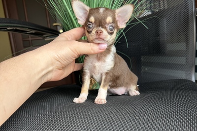 Мини девочка чихуахуа