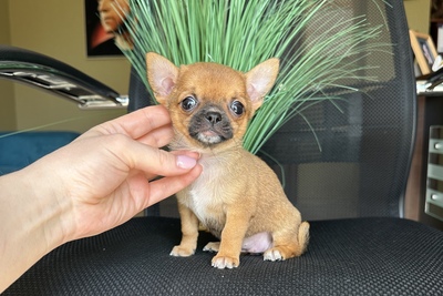 Мини девочка чихуахуа