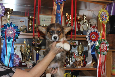 Щенки вельш корги кардиган