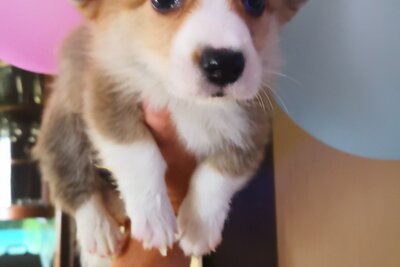 Вельш корги пемброк