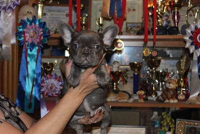 Щенки французского бульдога