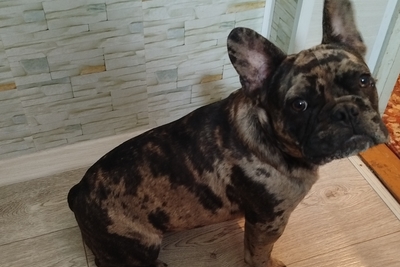 Мальчик французский бульдог