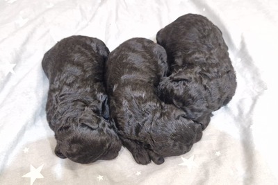 миниатюрный пудель чёрного окраса щенки