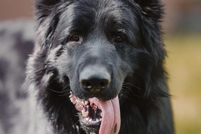 черные щенки немецкой овчарки