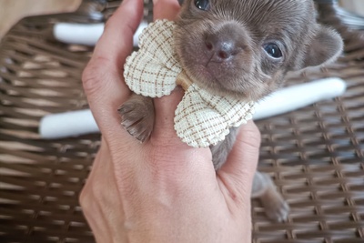 Кукольные, лиловые супер мини и стандарт детки-чихуахуа