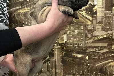 Продам щенка французский бульдог  ,девочка