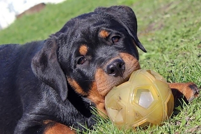 щенки ротвейлера