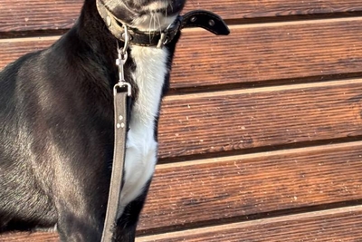 Срочно ищу дом для Эльзы!