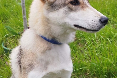 Ищет дом красавица Эля!