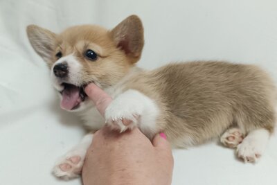 Вельш корги пемброк