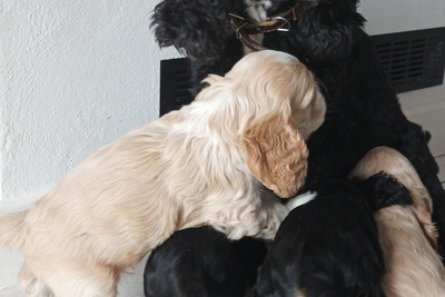 Готовится к продаже щенки американского кокер-спаниеля