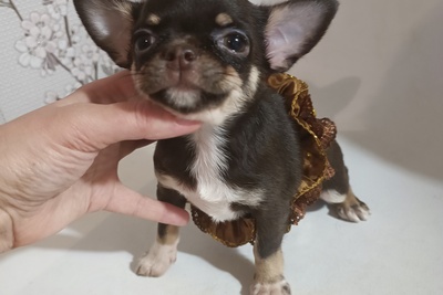 Велюровые куколки-чихуахуа