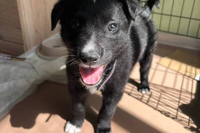 Чёрный щенок Луна ищет дом! Не на цепь