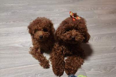 Мальчик Той пуделя с родословной